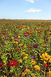 爆料显示《女神异闻录》系列将推出派对风格游戏新作